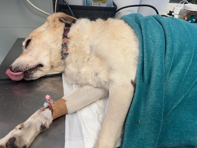 Vel-Vet Állategészségügyi Centrum veterinary care in Martonvásár, Budapest