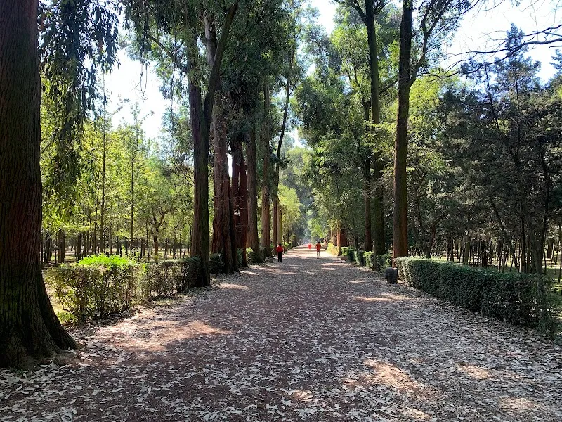 Viveros de Coyoacán park in La Magdalena Contreras, CDMX