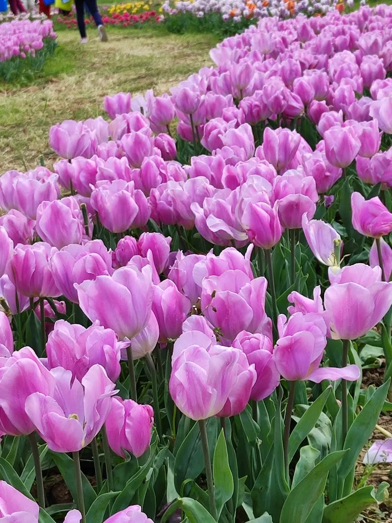 wander and pick park in Scandicci, Tuscany