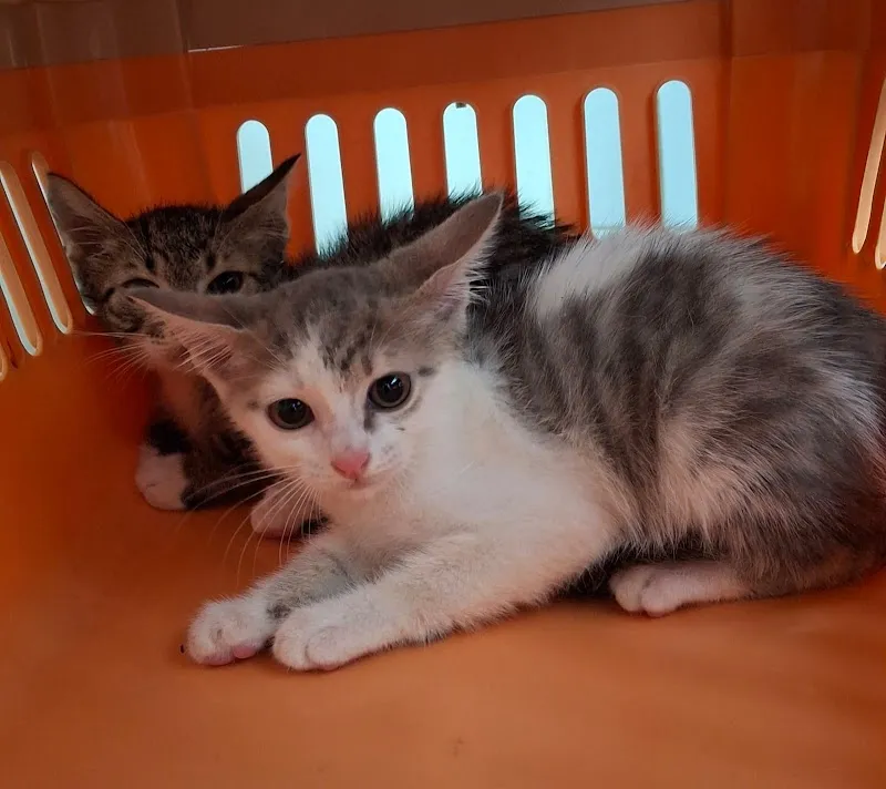 Westlands Veterinary Clinic & Pet Park attraction in Westlands, Nairobi