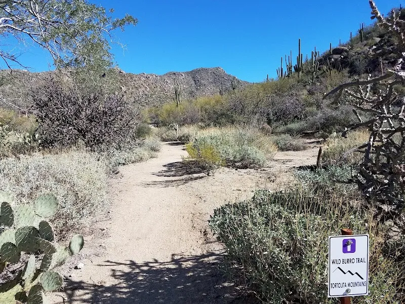 Wild Burro Trailhead hiking area in Dove Mountain, AZ