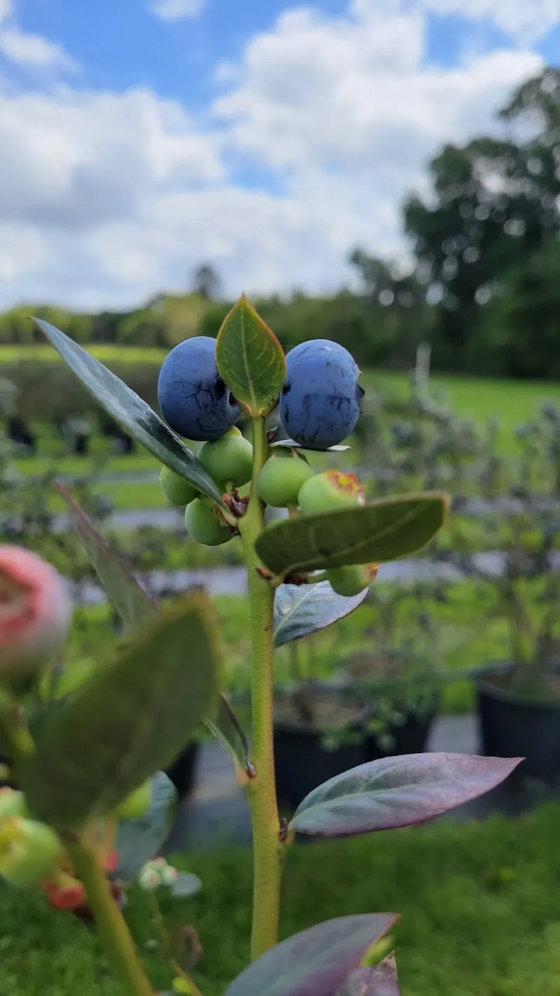 Wish Farms farm in Plant City, FL