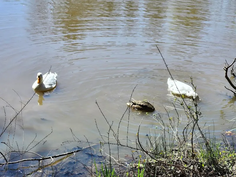 Woodlake Community Picnic Pavilion at East West Legacy Park park in Moseley, VA