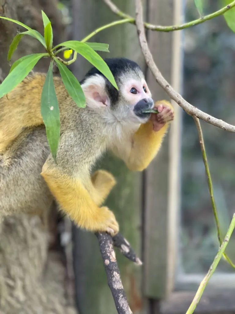 World of Birds Wildlife Sanctuary & Monkey Park park in Hout Bay, WC