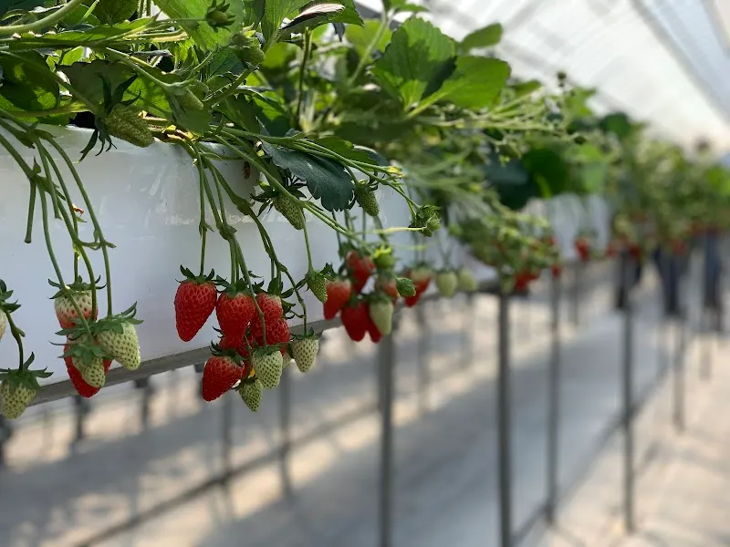 Yawata Ice Cream House ice cream in Yawata, KYO