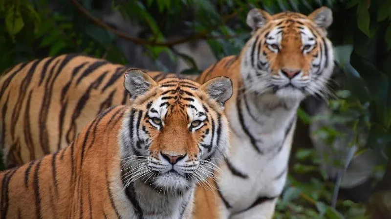 Zoo Aquarium de Madrid zoo in Madrid, MD